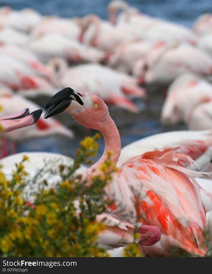 Flamingo Fight