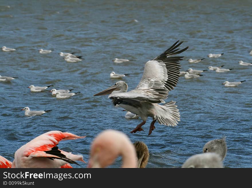 Pelican landing