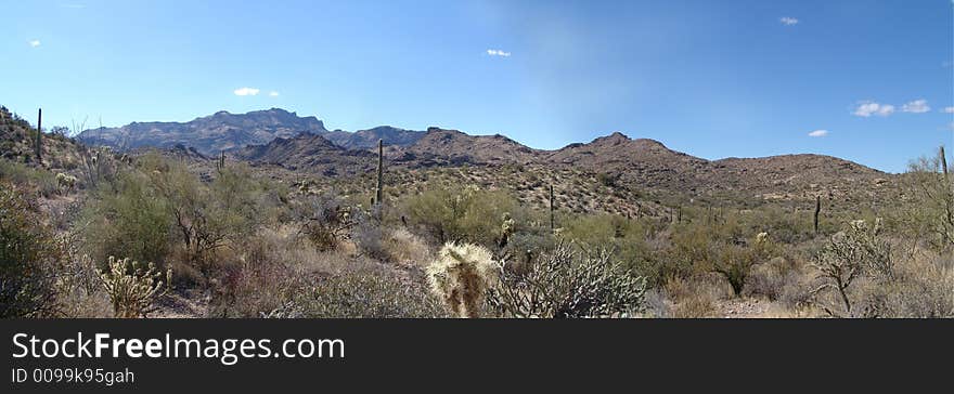 Black Mesa Loop near Phoenix. I swear the whole 9 mile hike was photos of the same cactus.