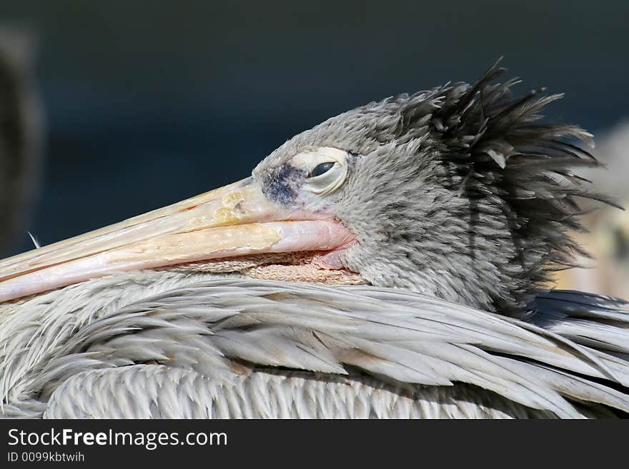 Grey pelican eye and head