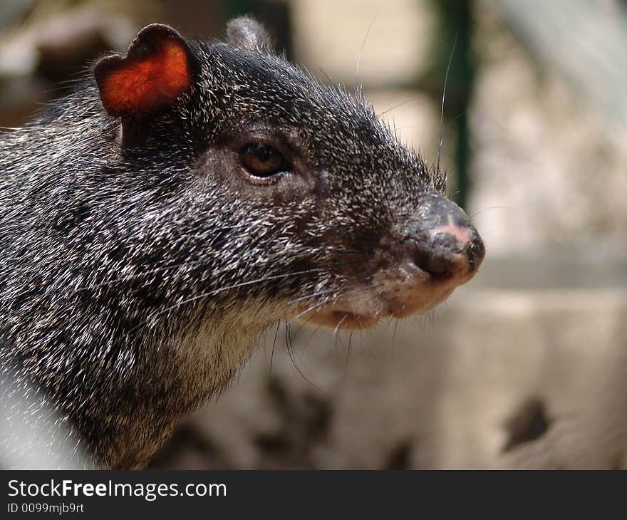 Agouti