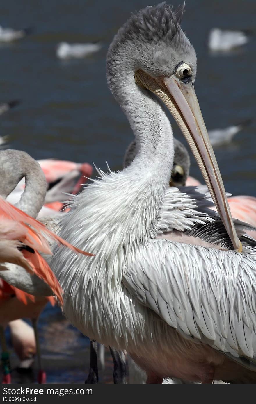 Pelican face