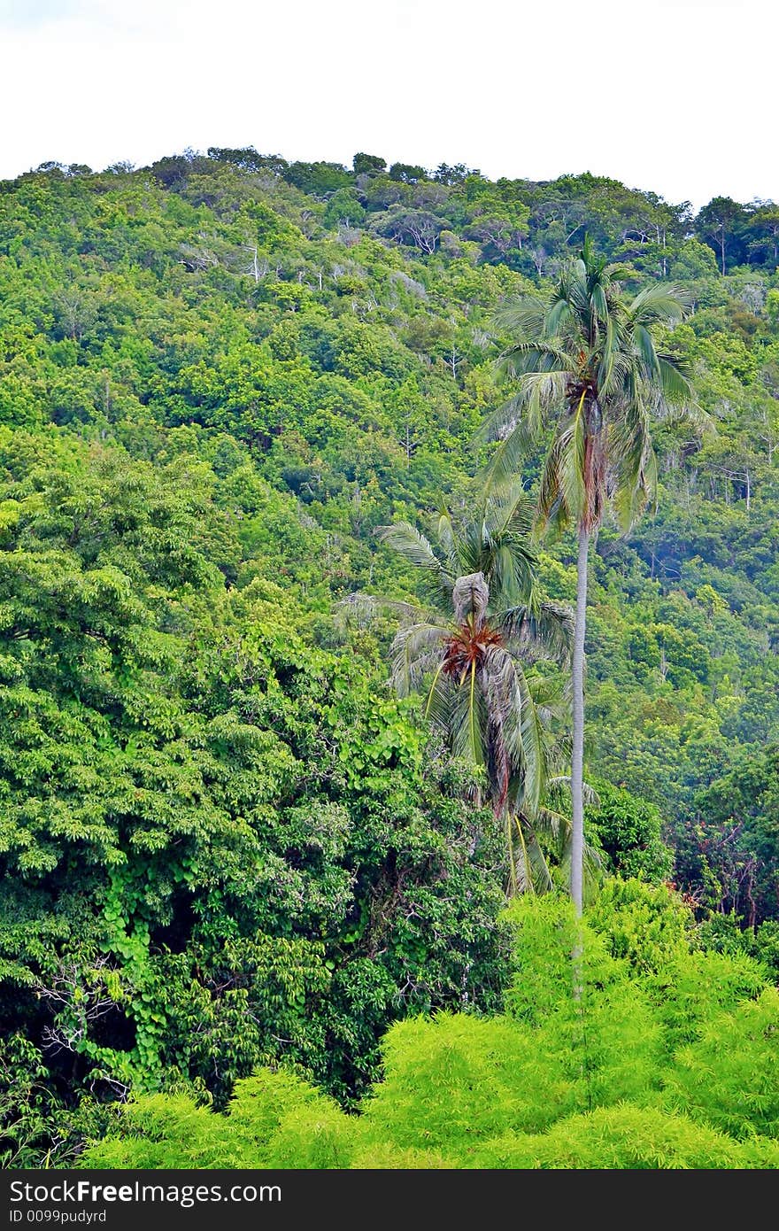 Lushful rich tropical rain-forest with some coconut trees nearing a beach. Lushful rich tropical rain-forest with some coconut trees nearing a beach