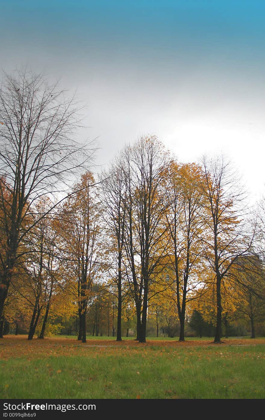 Autumn trees and blue sky