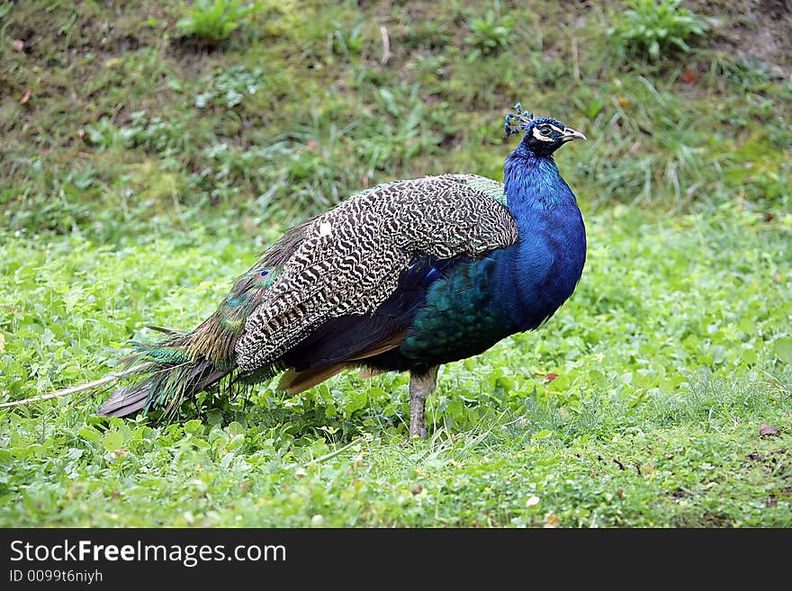 Peacock 1