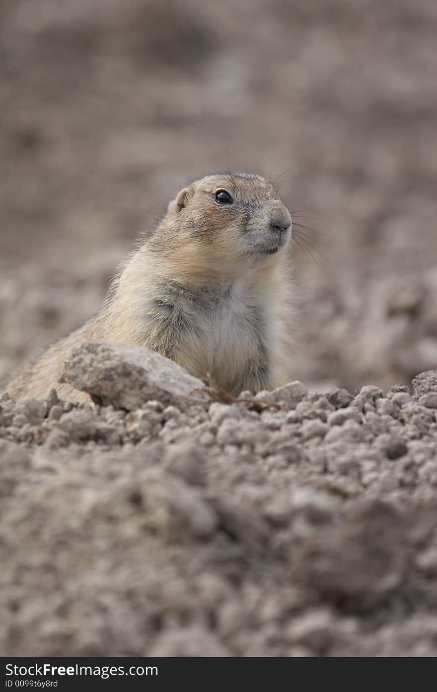 Prairie dog - the small prairie dog lives in the grassland of north america