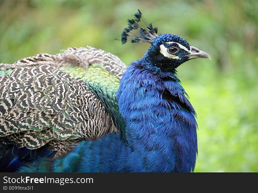 Peacock 2