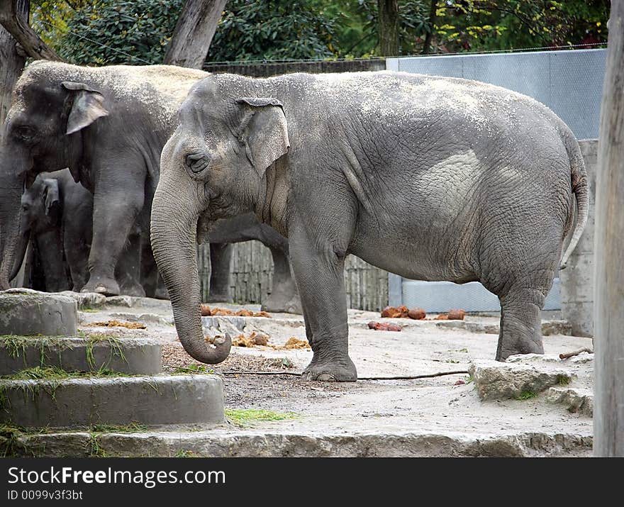 Portrait of Female Indian Elephant. Portrait of Female Indian Elephant