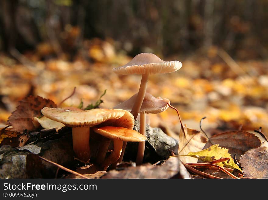 Yellow autumn mushroom in forest