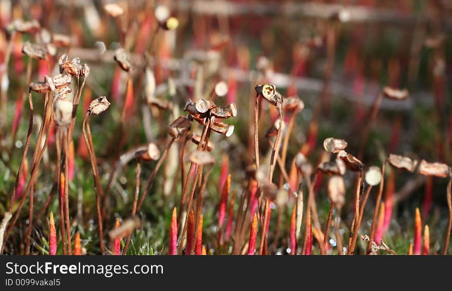 Exotic red grass for background. Exotic red grass for background