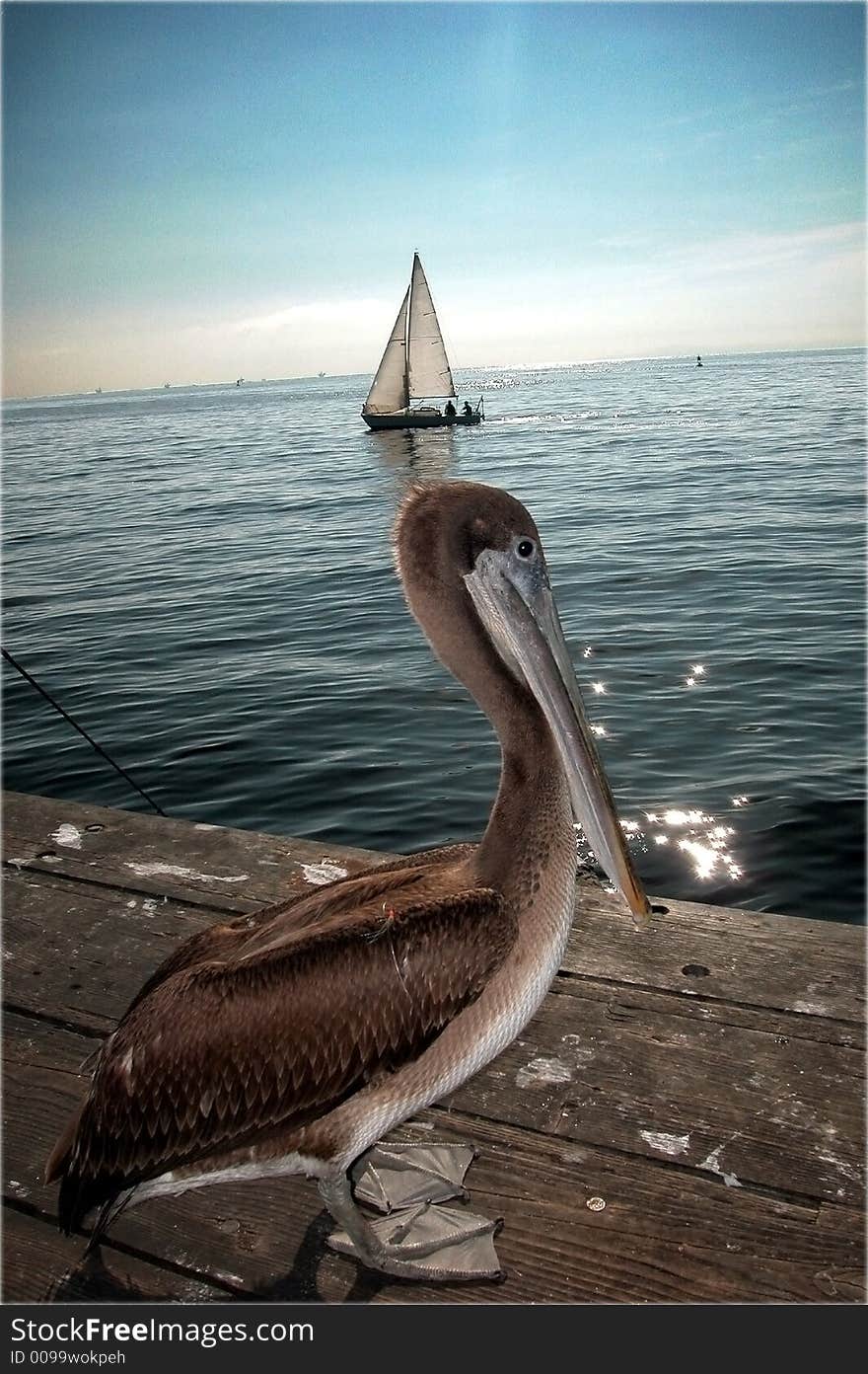 A cormorant & a sailing boat in Santa Barbara