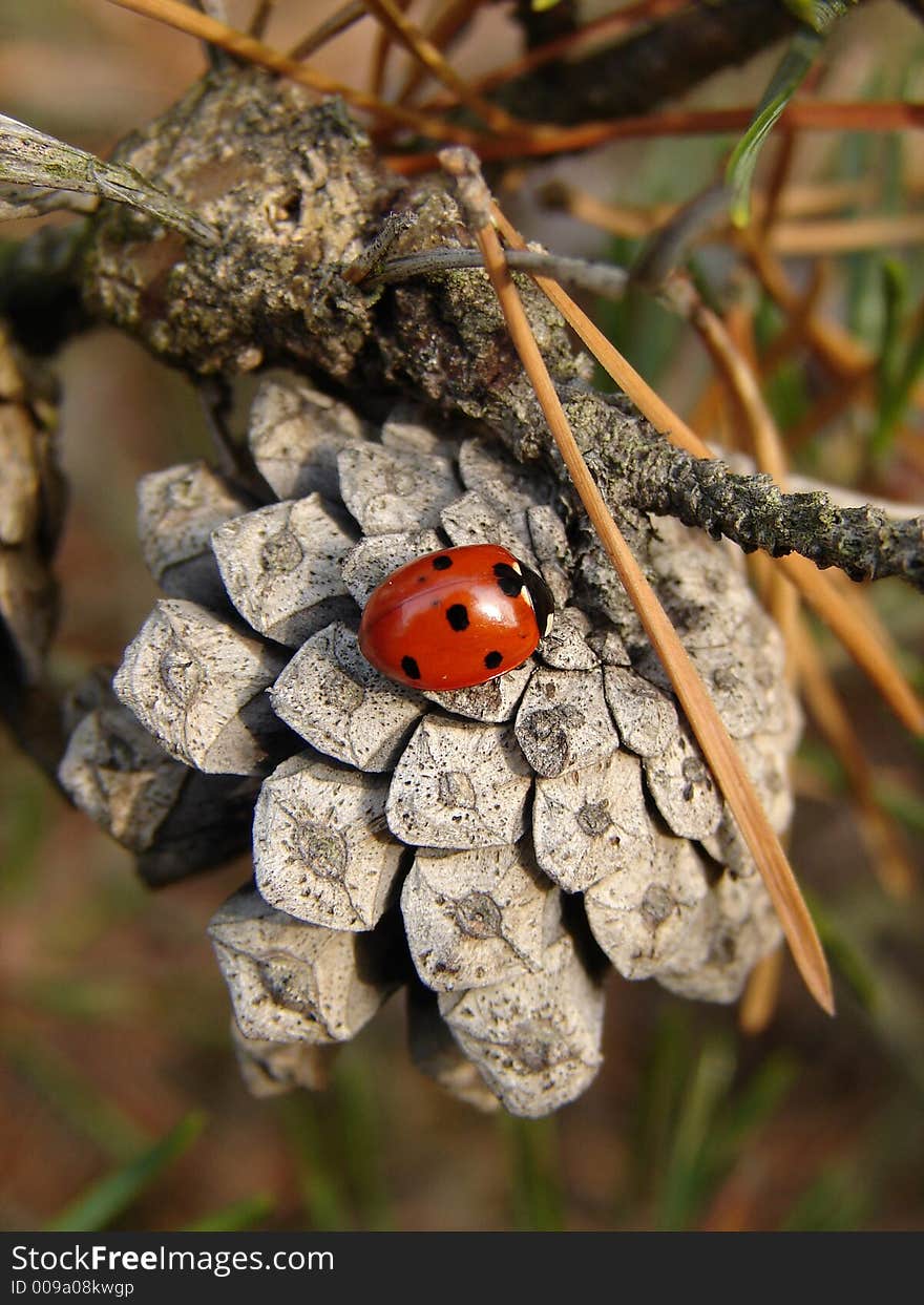 Ladybug