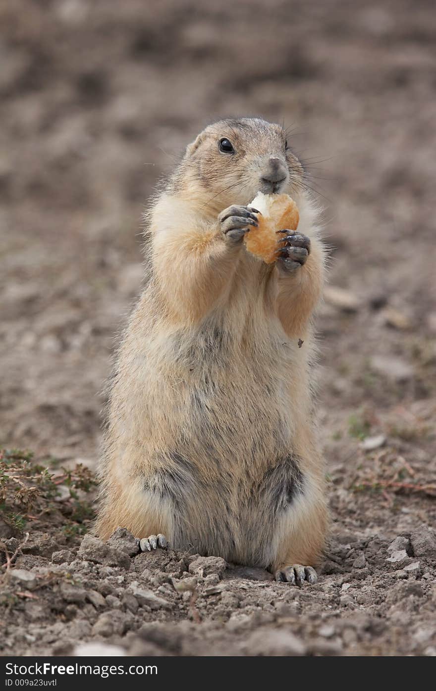 Prairie dog - the small prairie dog lives in the grassland of north america