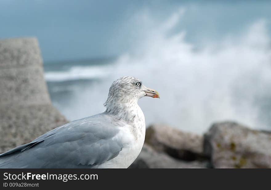 Seagull And Surf