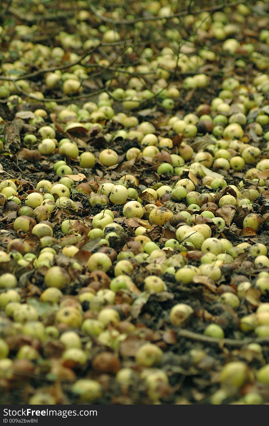 A carpet of windfall apples rotting away