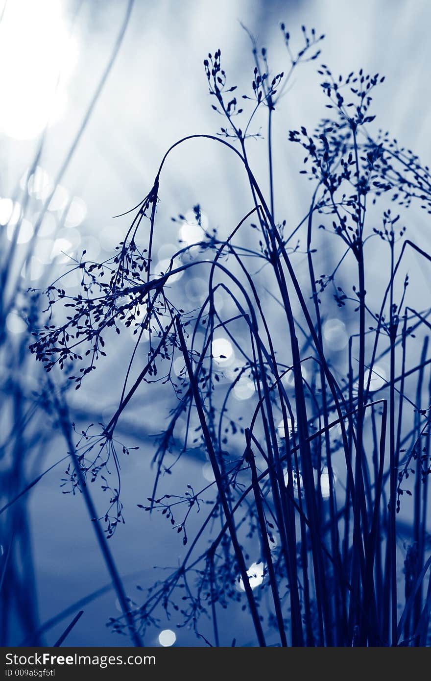 Sedge with reflected sunset in blue tone. Sedge with reflected sunset in blue tone