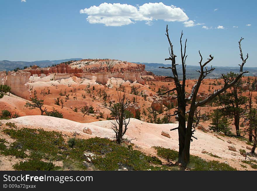 Bryce Overlook With Dried Tree