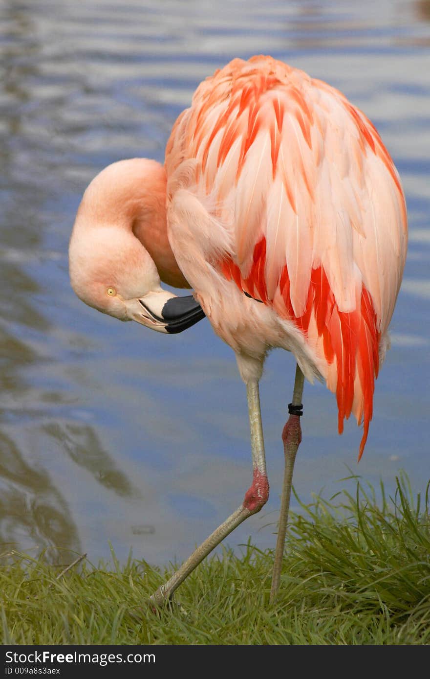 Pink flamingo on water background