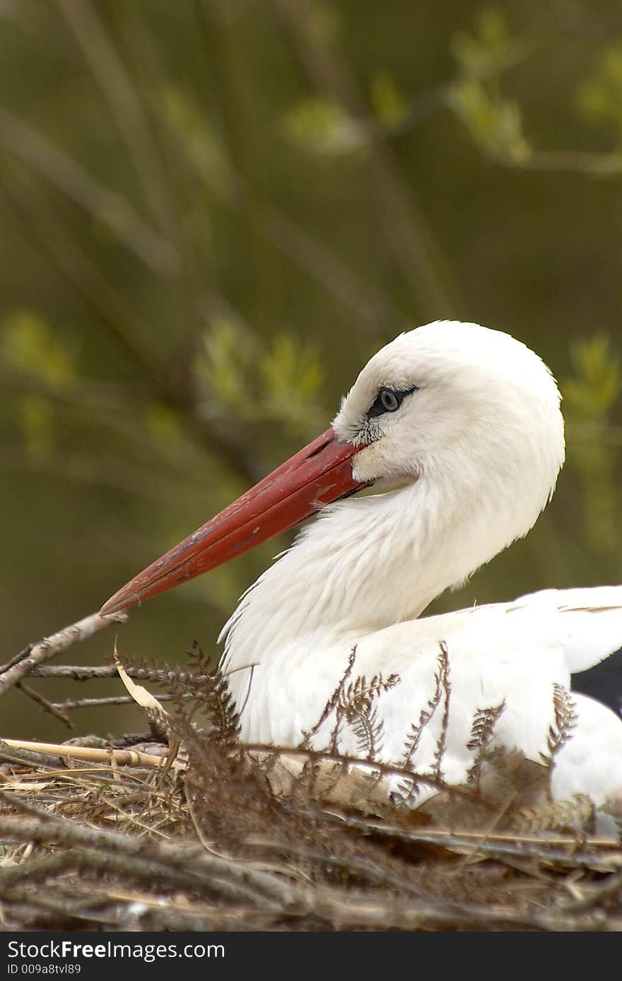 Stork in nest