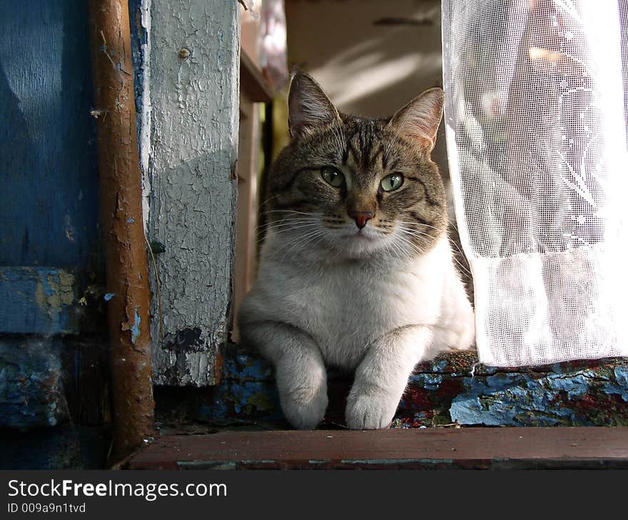 The cat sitting on the threshold of country house. The cat sitting on the threshold of country house