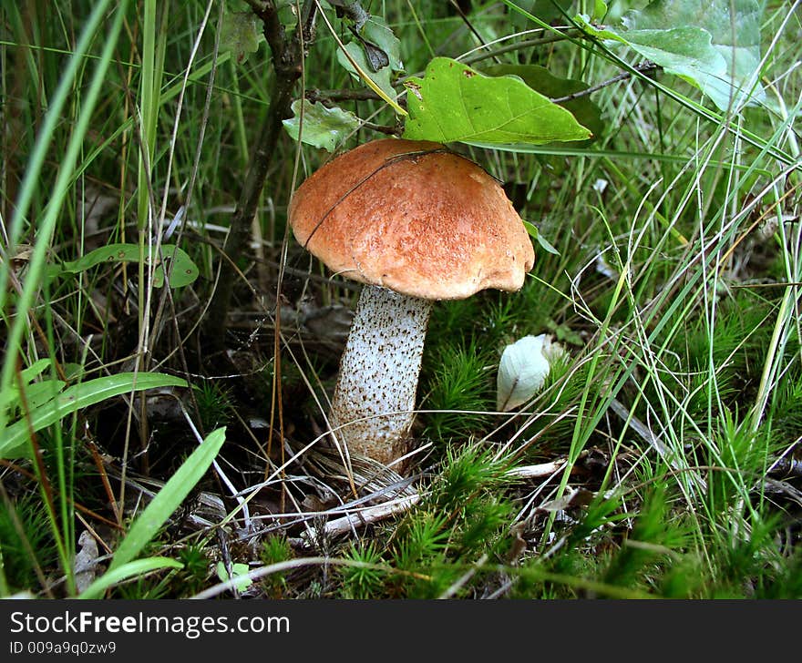 The orange-cap boletus