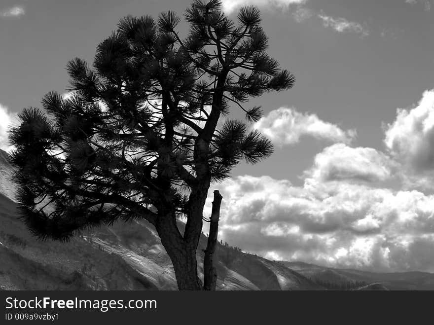 Black and white image of lone pine against a mountain background in Yosemite National Park