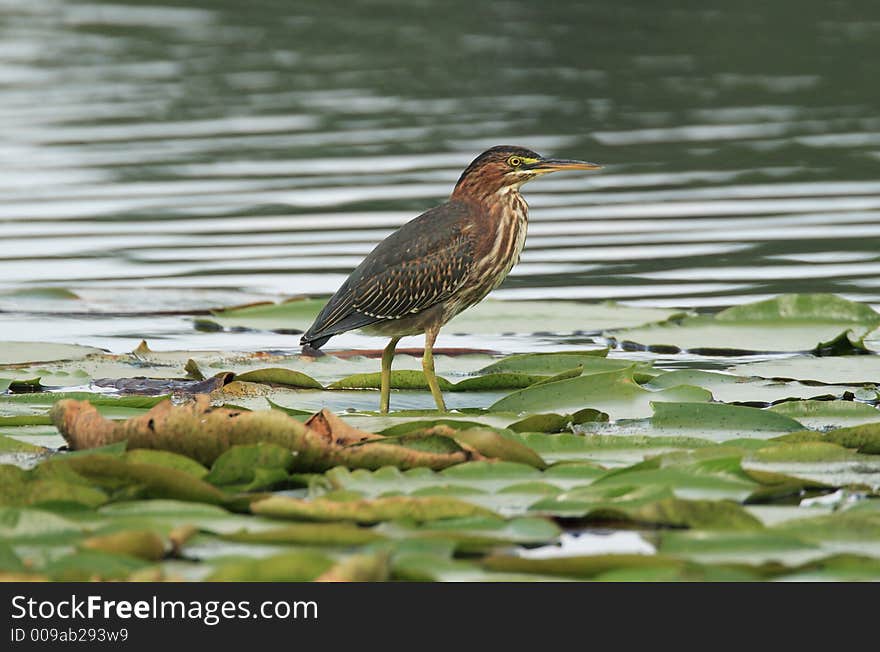 Green Heron