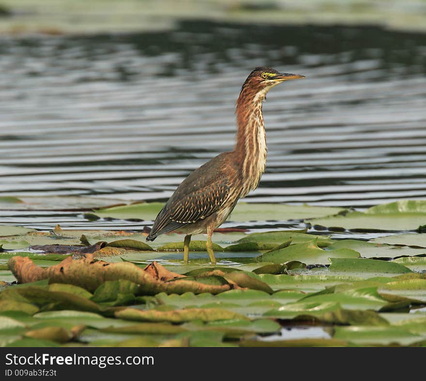 Green Heron