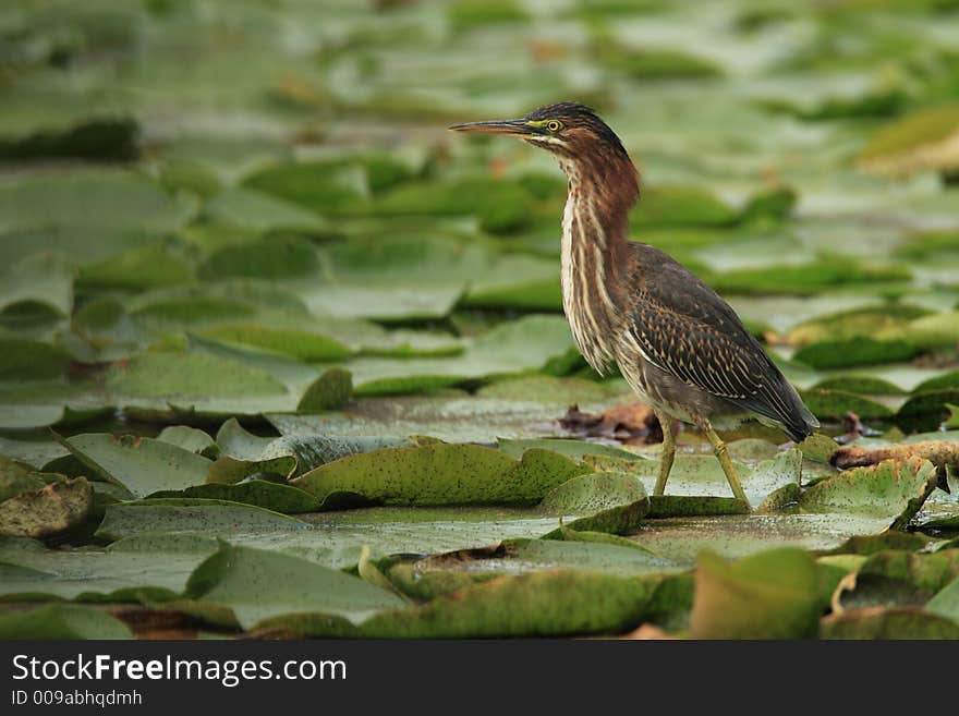 Green Heron