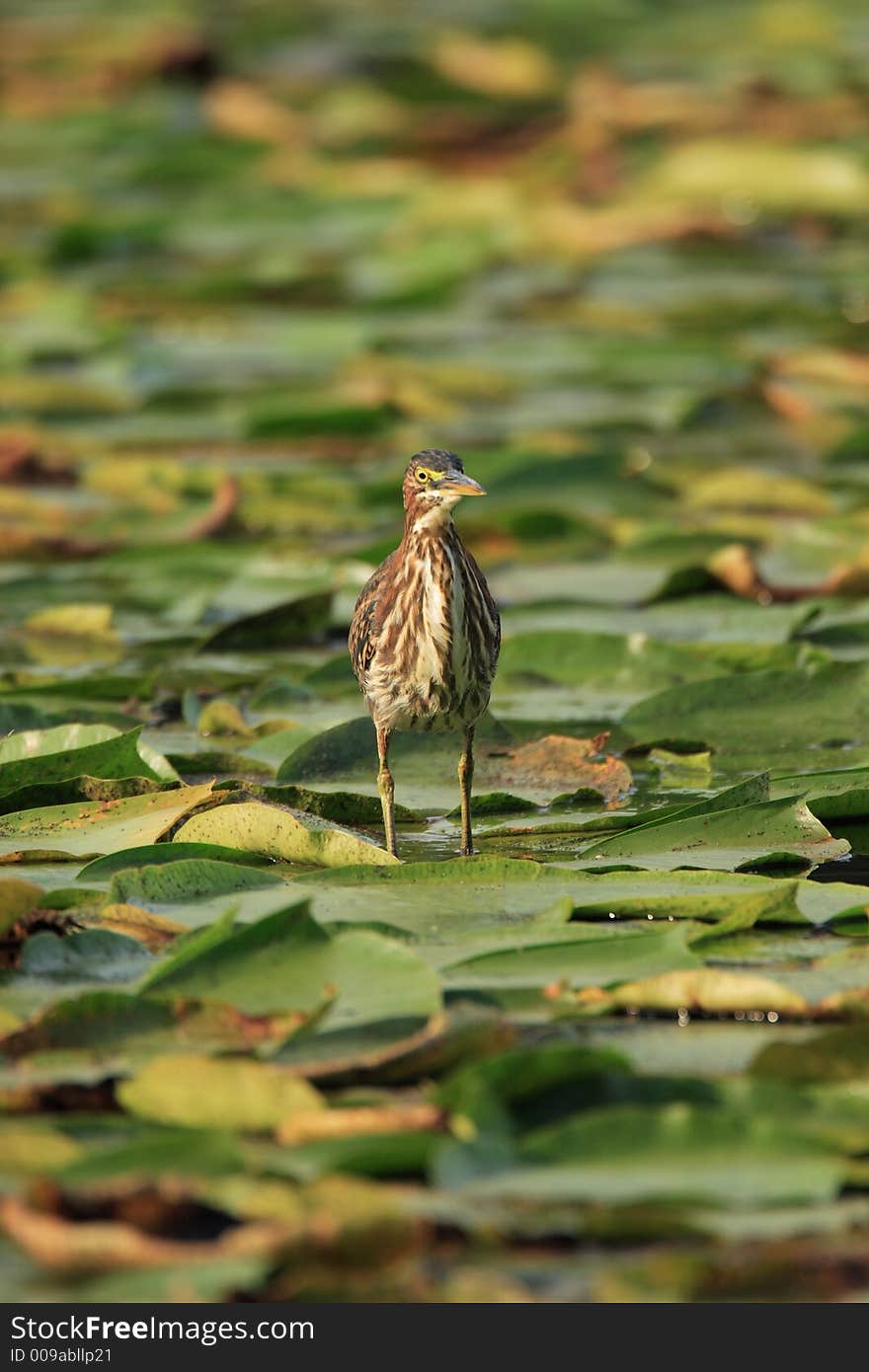 Green Heron