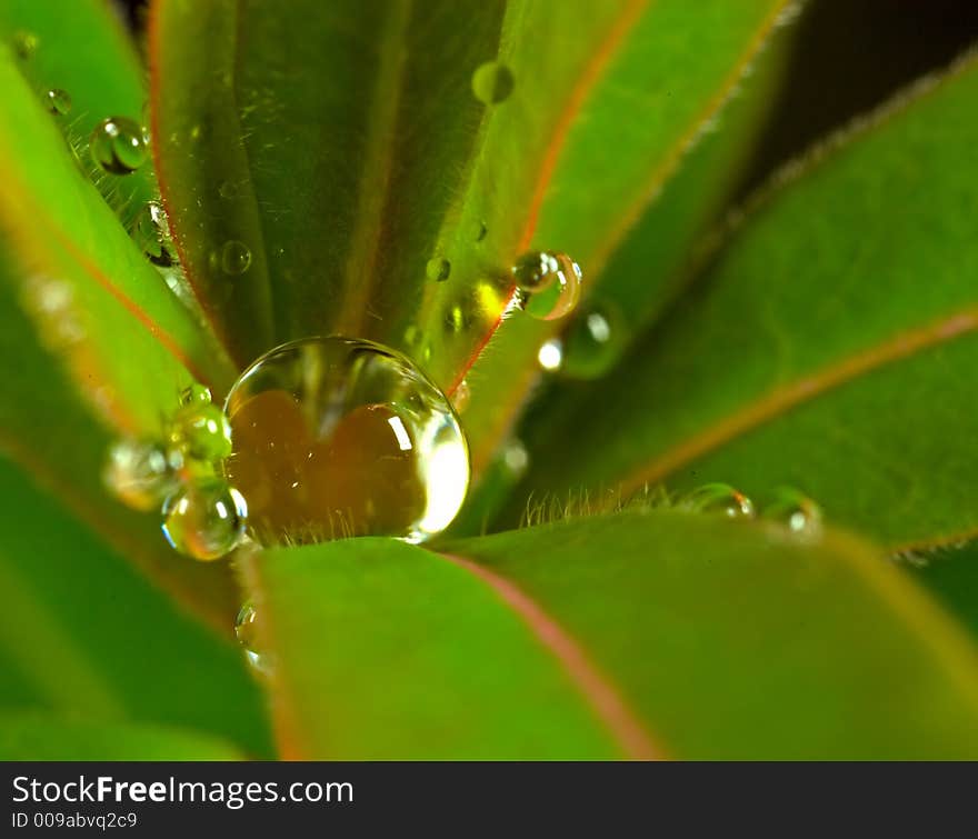 Several drops of water on a green leaf. Several drops of water on a green leaf