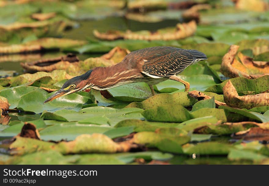 Green Heron