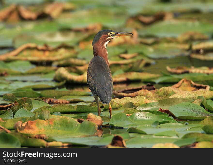 Green Heron on Jensen Lake - Lebanon Hills Regional Park