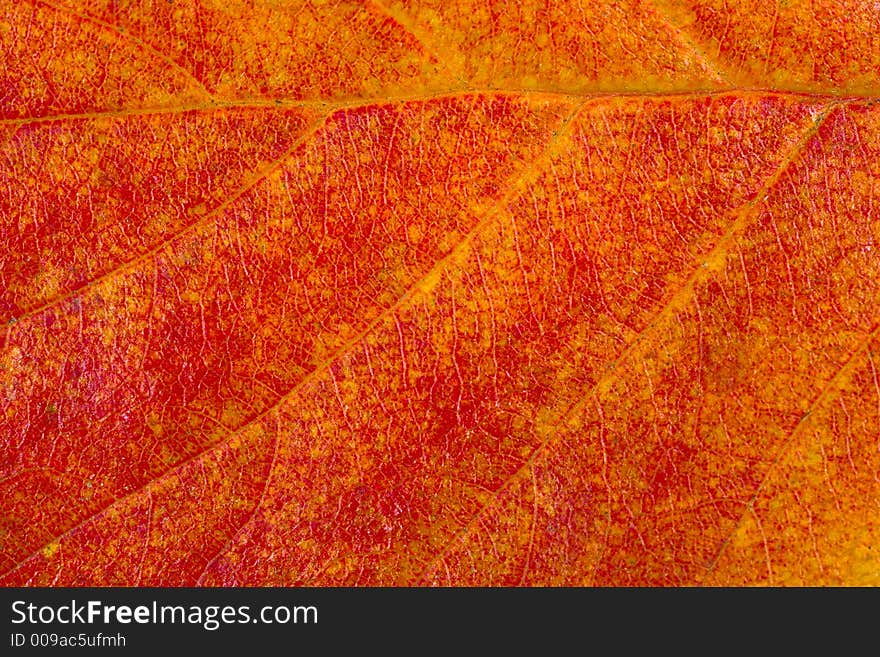 A close up shot of a yellow leaf. A close up shot of a yellow leaf