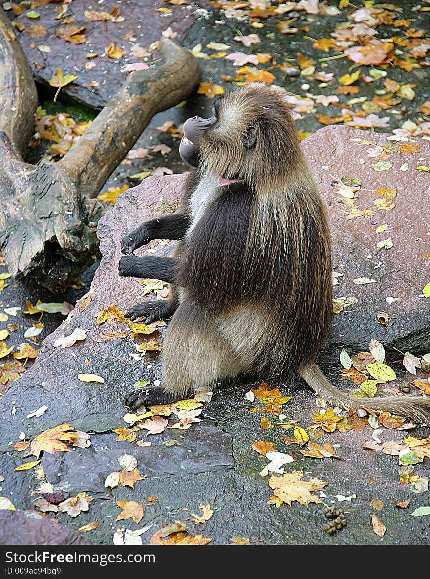 Portrait of a Male Baboon. Portrait of a Male Baboon