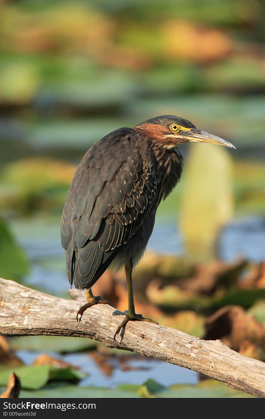 Green Heron