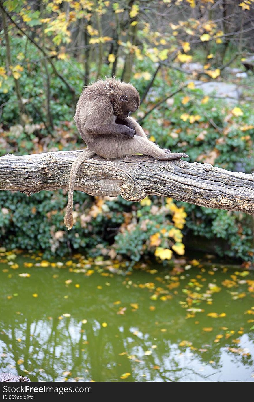 Portrait of Young Baboon on Beam. Portrait of Young Baboon on Beam