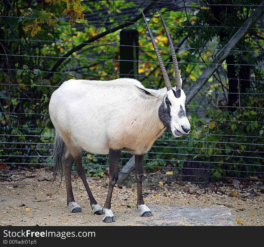 Arabian Oryx 1