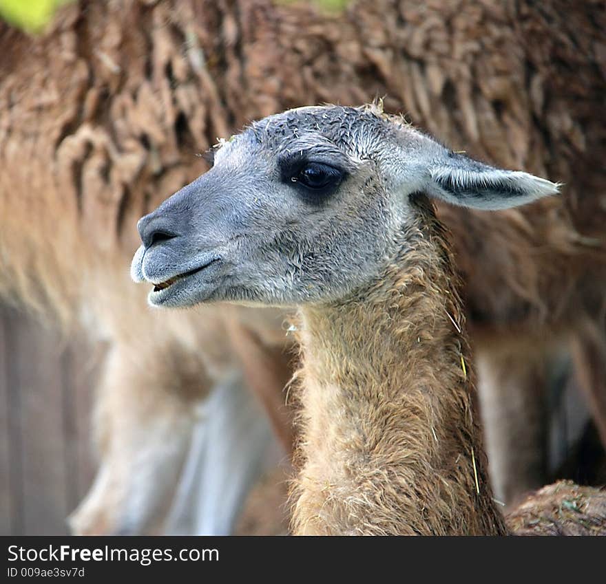 Guanaco 1