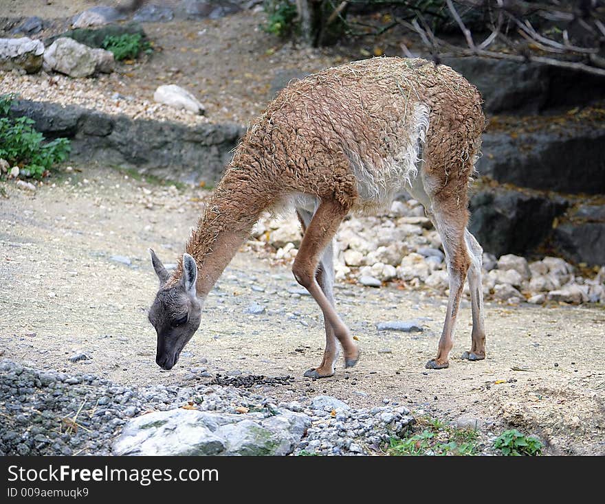 Guanaco 2