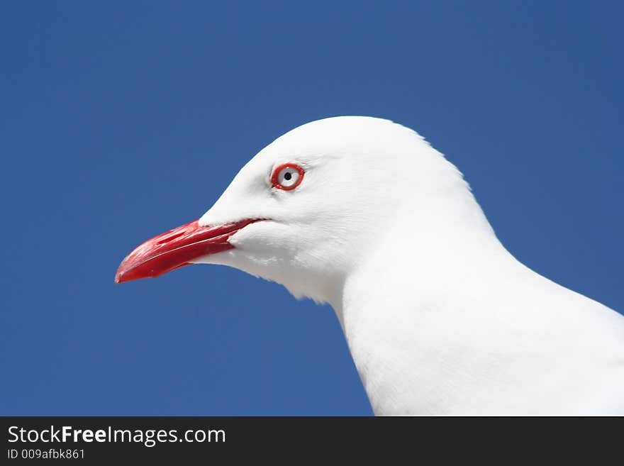 Seagull