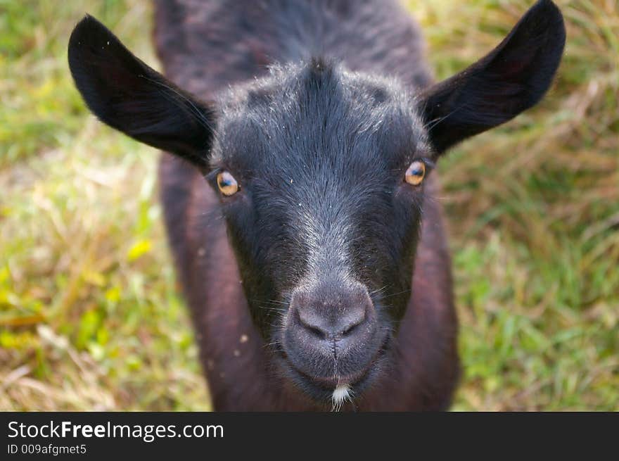 Black curious goat close-up. Black curious goat close-up