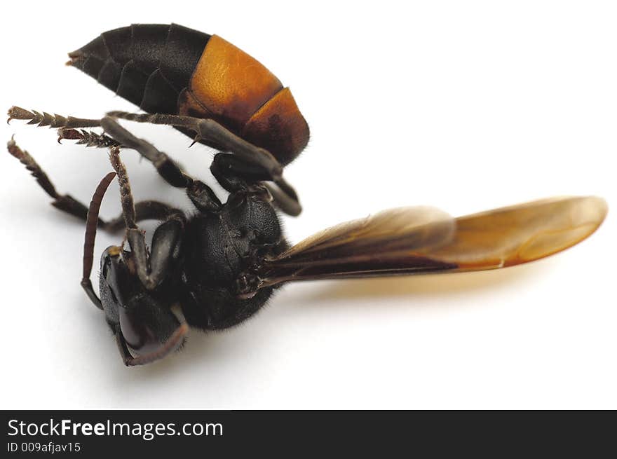 Dead Wasp