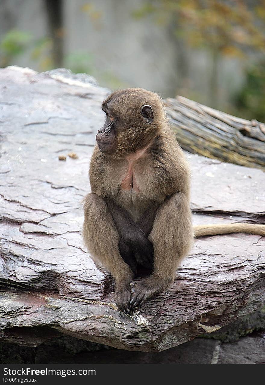 Portrait of a Female Baboon. Portrait of a Female Baboon