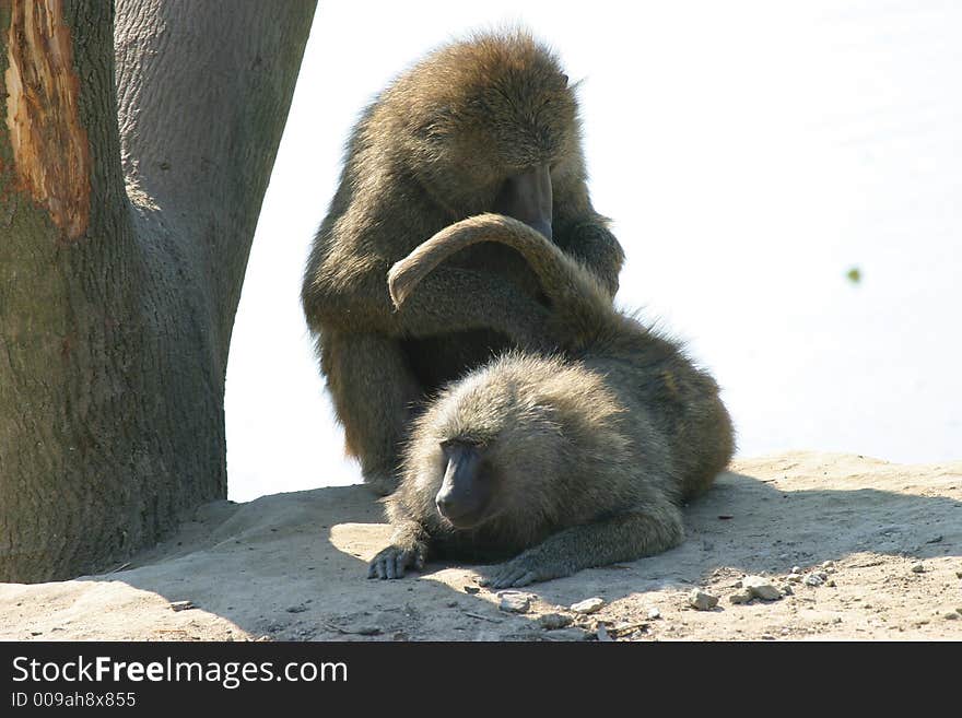 Baboon caress