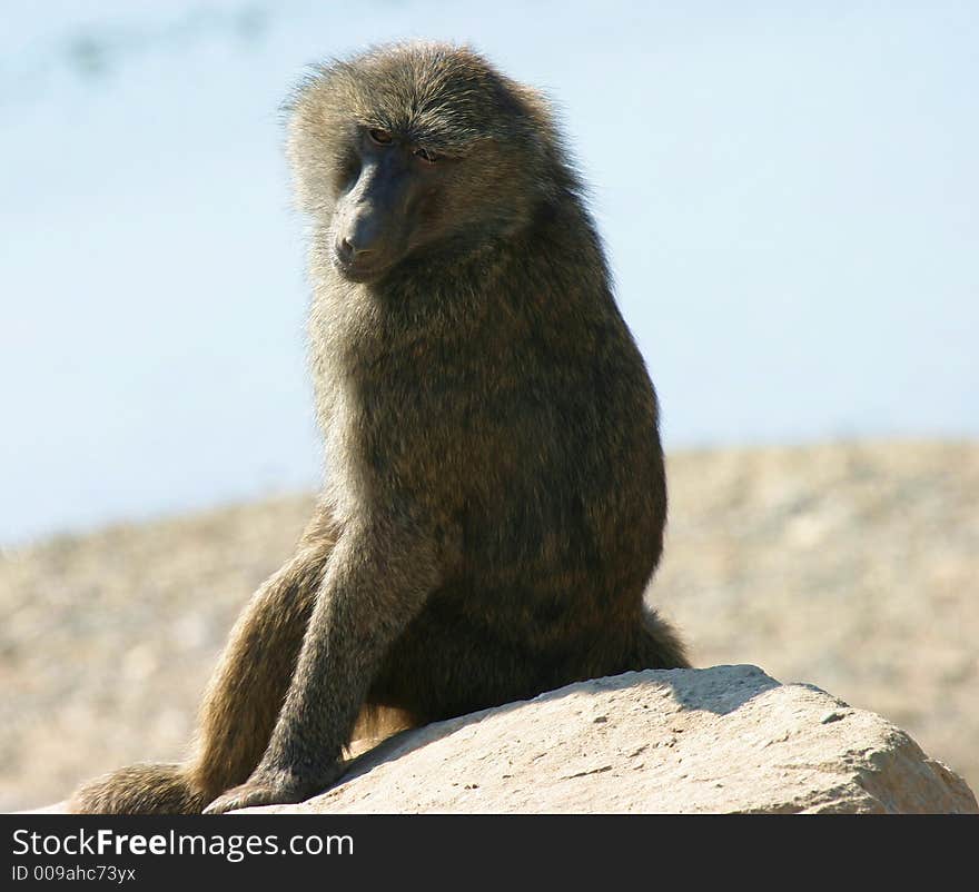 Dreaming baboon