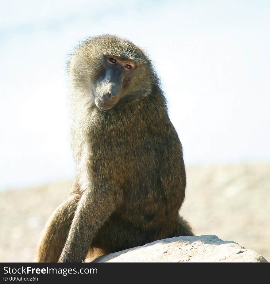 Musing baboon sittiing on a rock. Musing baboon sittiing on a rock