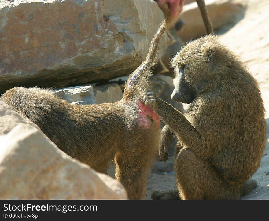 Sexual investigaton of a baboon couple. Sexual investigaton of a baboon couple