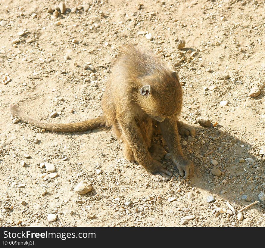 Young baboon