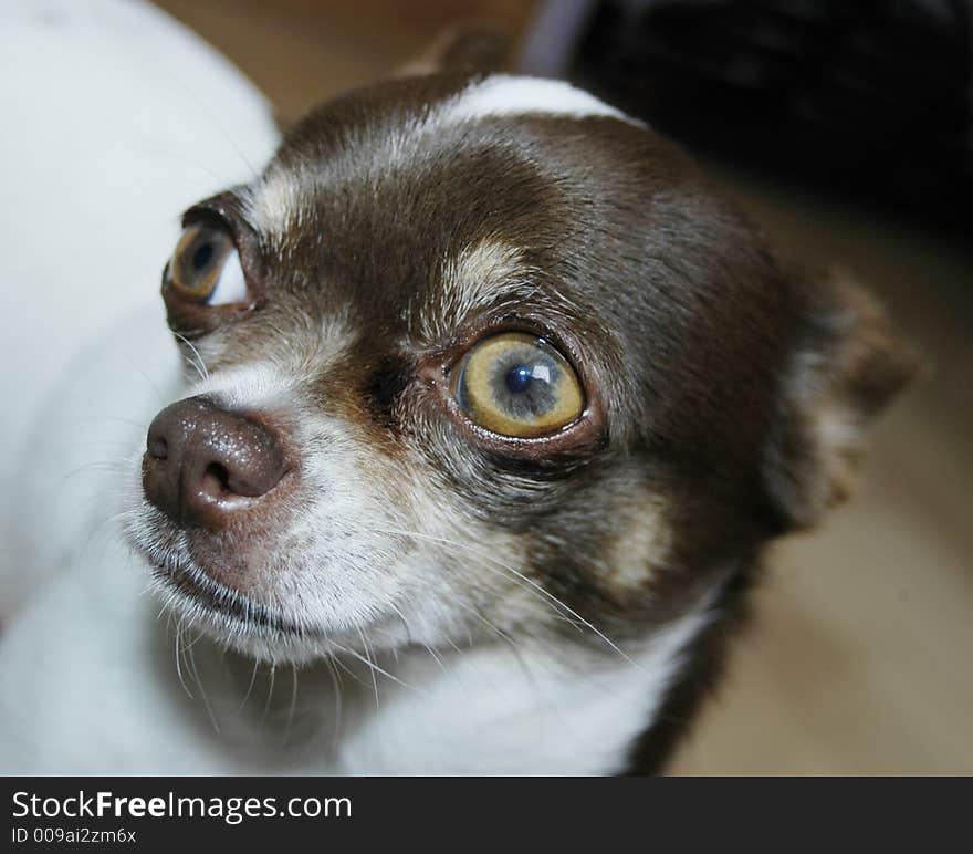 Chihuahua face